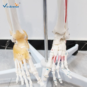 Modelo de Esqueleto <span class=keywords><strong>Humano</strong></span> Pigmentado de 180 cm con Ligamentos, Modelo Anatómico de <span class=keywords><strong>Cuerpo</strong></span> Completo - Product Image 4