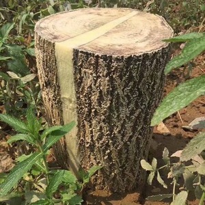 <b>Outdoor</b> <b>Tree</b> Stump <b>Light</b> Led Garden Lamp With <b>Light</b> Sensor For Lawn Landscape <b>Lighting</b> 3 Year Warranty - Product Image 3