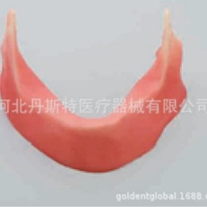 Dt <b>Foamed</b> Mandible Anatomical <b>Model</b> Medical Silicone MX-32 For Dental Teaching - Product Image 1