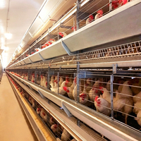 Équipement d'élevage de poulets de chair : Cages à batterie automatiques galvanisées de type H avec contrôle environnemental entièrement automatique (15-20 poulets)
