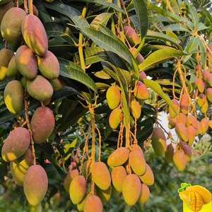 Plantes de myrtilles hardy, multi-types, pour intérieur et extérieur, plantation sur balcon et dans la cour, faible entretien - Product Image 5