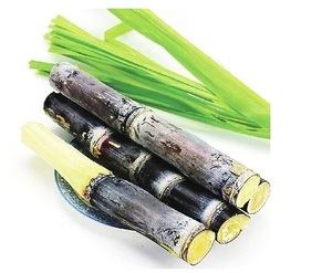 サトウキビエキスPolicosanol粉末<span class=keywords><strong>Octacosanol</strong></span>粉末 - Product Image 2