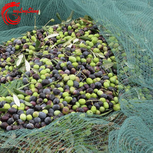 परिपक्व मौसम खेतों में प्रकाश जैतून के लिए कुशल कटाई और चयन - Product Image 4