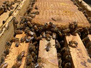 20KG有機動物飼料天然花粉代替物とミツバチの餌がハイブの成長のために - Product Image 4