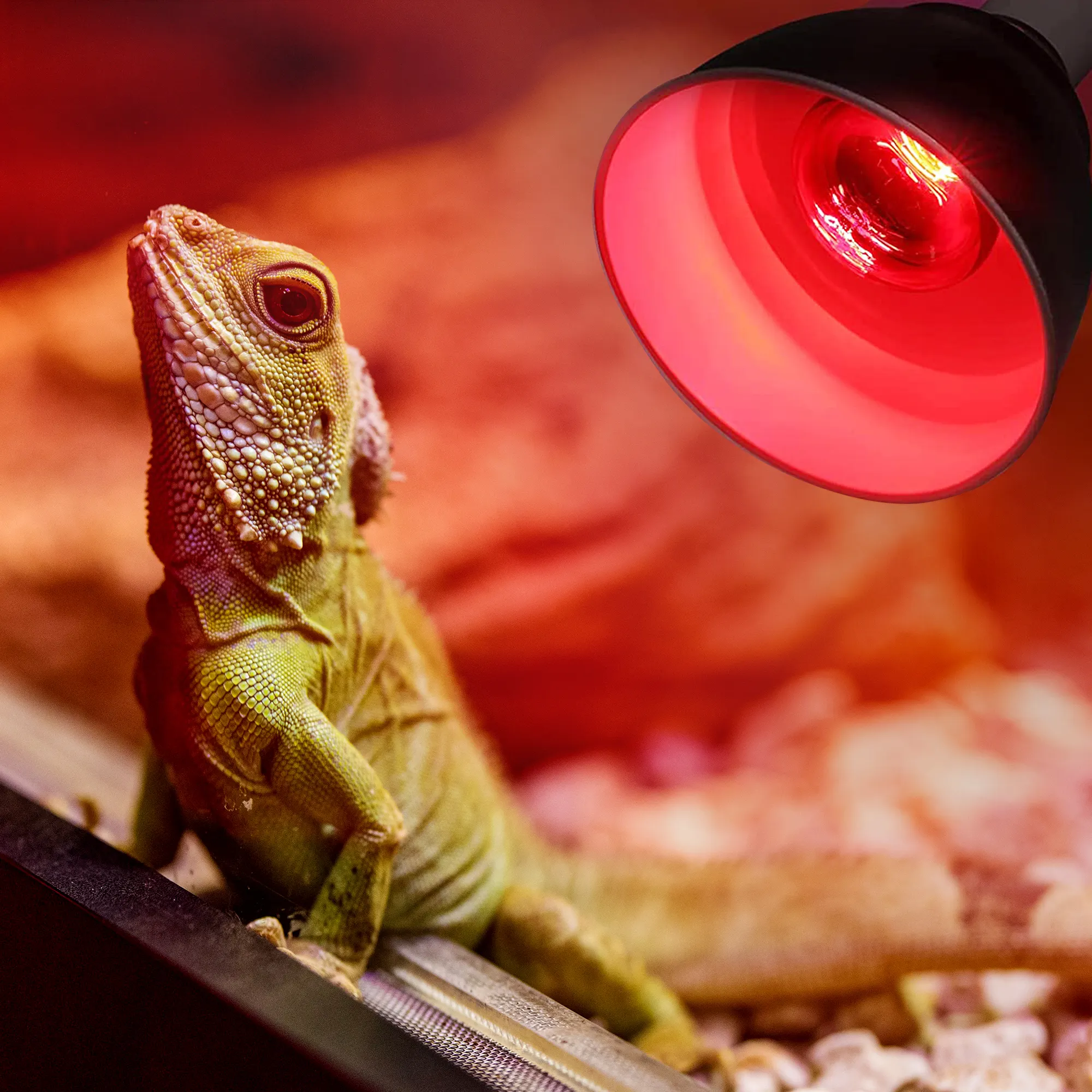 New rettile bassing Sun Bulb Lamp lampadina riflettore in vetro rosso lampadina 250W Basking Spot Lamp riscaldamento rettile lampadina a infrarossi