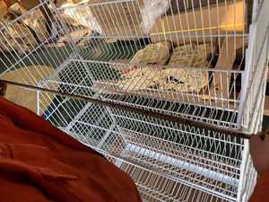 Panier à provisions empilé en fil métallique avec roues et roulettes style mobile pour la promotion et l'affichage - Product Image 5