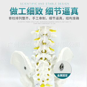 Modelo de Columna Vertebral Humana de 80 cm, Esqueleto de Ejercicio Médico para Adultos 1:1, Modelo de Columna Cervical y Lumbar - Product Image 5