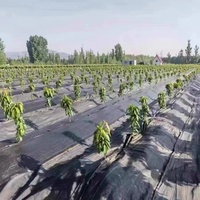 Toile de paillage tissée pour le contrôle des mauvaises herbes, usage domestique et jardinage, pour la protection des sols
