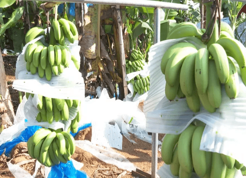 Bananenplantage-Düngemittel in Costa Rica India Amino Acid Calcium-Bor für Anlage als Dosierung des Blatt- Sprays