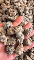 Racine de Pseudo-Ginseng San Qi, Panax Notoginseng cru, herbes chinoises de haute qualité, assaisonnement alimentaire, bon marché et de bonne qualité