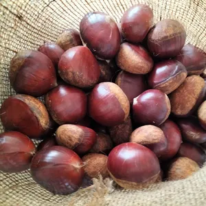 <span class=keywords><strong>Châtaigne</strong></span> Taian fraîche 60-80 <span class=keywords><strong>prix</strong></span> nouvelle <span class=keywords><strong>châtaigne</strong></span> de culture pour la vente en gros <span class=keywords><strong>châtaigne</strong></span> ouverte facile - Product Image 1