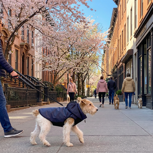 Her Mevsime Uygun Evcil Hayvan Dış Mekan Giysisi, Degrade Kumaş Köpek Ceketi, Köpek Kıyafeti - Product Image 5