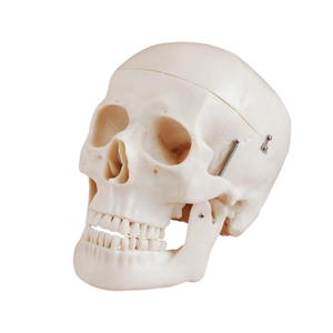 ADA Medical Teaching Deluxe Crâne grandeur nature Style D, modèle de crâne avec 8 parties de cerveau, crâne en plastique miniature - Product Image 2