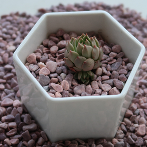 Vente en gros d'usine de gravier rond en pierre naturelle colorée, utilisé pour le pavage de jardins extérieurs. - Product Image 3