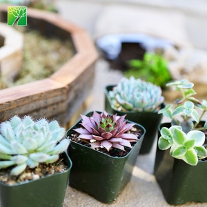 Kit de cadre de succulente pour guirlande de décoration intérieure en vente en gros pour jardin avec <span class=keywords><strong>fleurs</strong></span> artificielles produit agricole à prix économique - Product Image 5