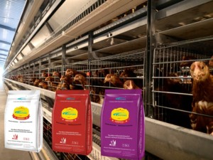 Mufeng lớp gà thức ăn phụ gia premixes Probiotics lactobacillus Casei Candida utilis bột cho gia cầm - Product Image 5