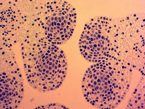 Giảng dạy y tế reaources chuẩn bị Slide thực vật học meiosis thiết lập tùy chỉnh nhà máy chuẩn bị mitosis & mitosis chuẩn bị Slide Slide - Product Image 4