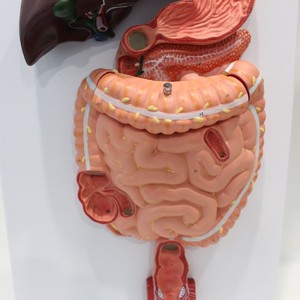 Modelo del sistema digestivo humano, modelo de enseñanza médica, modelos de la serie de anatomía humana - Product Image 3