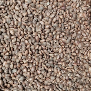ถั่วไพน์1กก. พร้อมบรรจุภัณฑ์ถั่วไพน์เปลือกสนผลิตจากจีน - Product Image 4