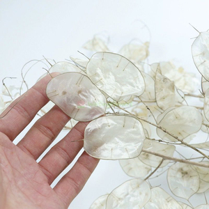Bouquet de fleurs séchées naturelles en gros Fleurs séchées décoratives réelles Fleurs séchées <span class=keywords><strong>Lunaria</strong></span> <span class=keywords><strong>Annua</strong></span> - Product Image 3