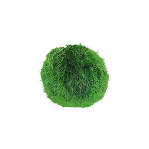 <span class=keywords><strong>Bolas</strong></span> de Musgo <span class=keywords><strong>Marimo</strong></span> Vivas de 2 o 7 cm, Algas Verdes Naturales para Decoración de Acuarios Ecológicos, Venta al por Mayor Disponible - Product Image 5
