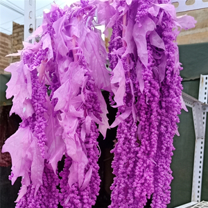 SZ04111 Flores reales de alta calidad <span class=keywords><strong>Amaranto</strong></span> seco preservado Decoración de la boda Flores preservadas <span class=keywords><strong>Amaranto</strong></span> para la venta - Product Image 2