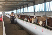 Bâtiment agricole moderne en acier pour élevage de moutons / porcs / chèvres / vaches / laitiers, grande / petite grange, maison de ferme préfabriquée bon marché