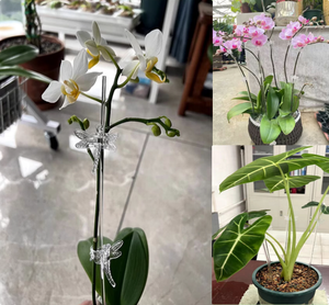 Supports de plantes en acrylique pour jardin, pinces libellules pour orchidées, pour usage intérieur/extérieur, 16 pouces, design moderne, personnalisable - Product Image 5