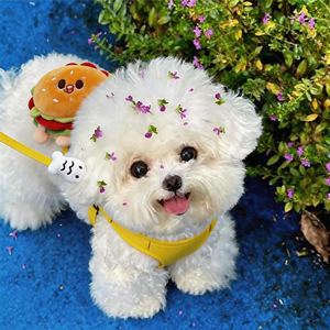 <b>Dog</b> <b>leash</b>, anti-escape vest-style <b>dog</b> walking <b>leash</b>, adjustable chest strap, cat/pet vest. - Product Image 2