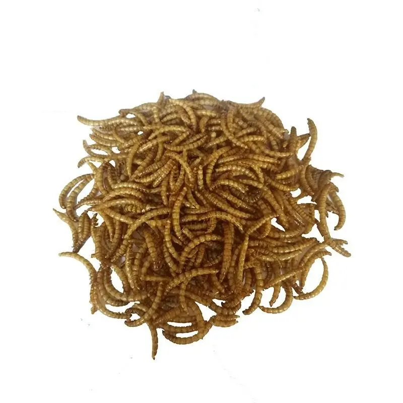 Mealworms secos, comida de pájaro, insectos comestibles para comida de mascotas