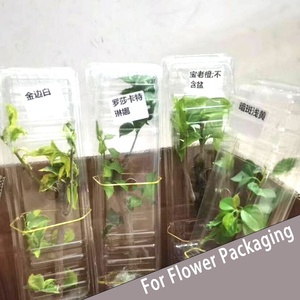 Caja Plegable de Plástico Transparente Desechable y Resistente, Envase Transparente para Rosas, Contenedor Tipo Concha para Plantas - Product Image 2