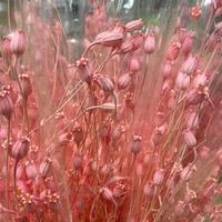 Décoration de Noël et de Thanksgiving en gros tout-en-un : Fleurs séchées naturelles immortelles, coquelicot et fleurs de clochettes préservées