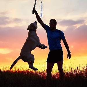 Custom Logo Grappig Achtervolgende Staart Teaser Toverstaf Sporter Interactieve Huisdier Speelgoed Uitschuifbare Hond Flirtstok Voor Honden - Product Image 3