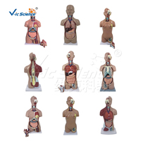 Modèle de torse de mannequin médical 85 cm, modèle de torse humain double sexe, 33 pièces, modèle anatomique de torse