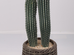 Cilindrico alla moda realistico artificiale <span class=keywords><strong>cactus</strong></span> con vasi per la decorazione interna esterna - Product Image 4