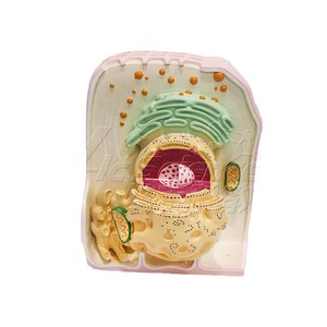 VIC036 แบบจำลองโครงสร้างเซลล์สามมิติแบบอัลตร้าไมโคร: สื่อการสอนสำหรับการสาธิตโครงสร้างอวัยวะในวิชาชีววิทยา - Product Image 5