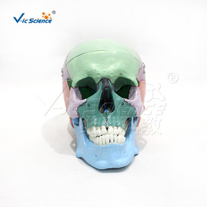 Modèle de crâne coloré; Modèle de crâne coloré; Crâne coloré; Modèle pédagogique d'anatomie du crâne humain - Product Image 1