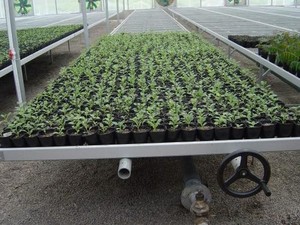 Agriculture Fixed <strong>Benches</strong> for Nursery for <strong>Greenhouse</strong> - Product Image 6