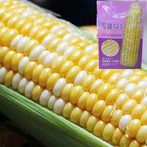 Variétés de maïs supérieures adaptées à des conditions climatiques diverses, idéales pour les parterres de fleurs et la décoration de jardins - Product Image 5