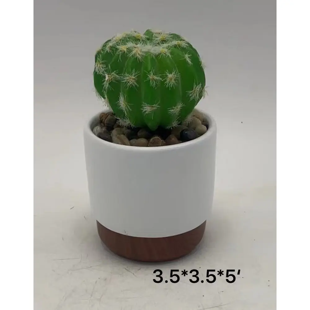 Cây Xương Rồng Nhân Tạo, Echinopsis Subdenudata, Polaskia Chipe Faux Sa Mạc Giả Cây Xương Rồng Với Người Trồng Màu Đen