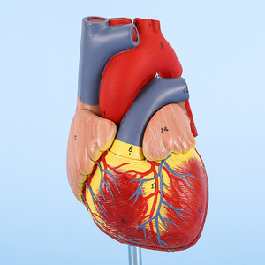 Modelo de Corazón Humano Bestcare, Anatómico y Desmontable, Escala 1:1, Ayuda Didáctica Médica con Trombosis y Vasos Sanguíneos - Product Image 3