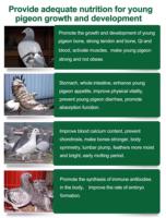 Pilules pour jeunes pigeons, complément nutritionnel pour pigeons de course, pilules stimulant la croissance et l'immunité pour jeunes pigeons de course, additif alimentaire pour oiseaux