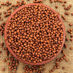 Chana Negra Más Vendida para Procesamiento de Alimentos y Uso Culinario, Proteína Vegetal Sostenible de Grado Alimenticio, Disponible en Paquete a Granel Seco - Product Image 5