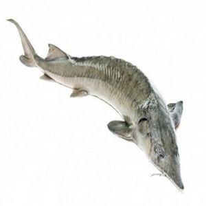 Prix Discount Lac cultivés Poissons D'esturgeon/Acheter Poissons D'esturgeon, Nido un vendre meilleure qualité pour la France - Product Image 1