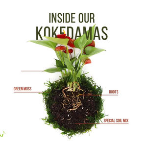 <span class=keywords><strong>Sansevieria</strong></span> Hahnii Gold Country Style Kokedama Kit con bola de musgo para suelo con plantas de interior y jardín en macetas elegantes - Product Image 1