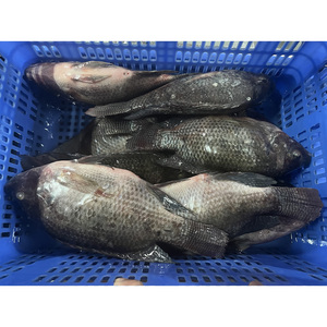 <span class=keywords><strong>ปลา</strong></span>ทิลาเปีย 600-800 ตัว <span class=keywords><strong>ปลา</strong></span>ทิลาเปียเพาะเลี้ยงขายส่ง <span class=keywords><strong>ปลา</strong></span>ทิลาเปียดำทั้งตัวแบบยกกระสอบ - Product Image 2