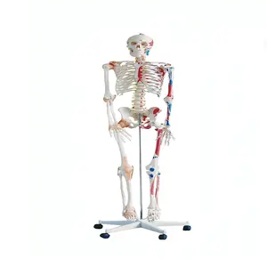医学生のための筋肉と靭帯を備えた医学教育人間の骨格モデル