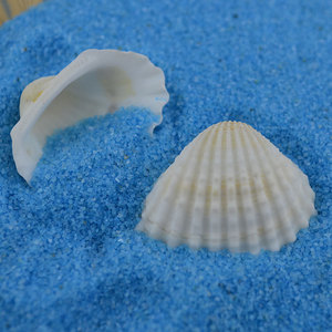 Piccole Conchiglie Naturali Bianche di Capasanta, Conchiglie Naturali Bianche di Vongola Marina, Accessori per Acquario per Decorazioni Artigianali - Product Image 4