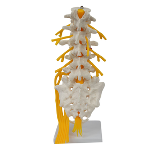 Modelo de Columna Vertebral de PVC de Alta Calidad con 5 Vértebras, Sacro, Nervios Caudales y Modelo Esquelético para Educación Médica, Hospitales y Uso Médico - Product Image 4