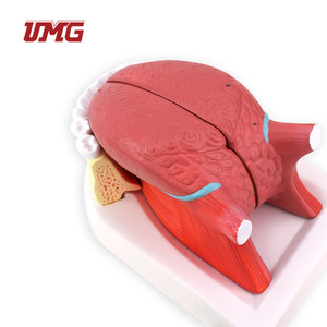 Modelo de Lengua y Dientes Desmontable 2.5 veces más Grande, de Plástico, para Demostración de la Cavidad Oral y la Mandíbula Inferior - Product Image 1